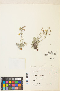 Potentilla concinna image