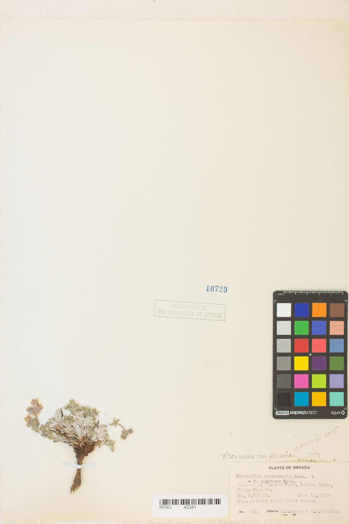 Potentilla concinna var. proxima image