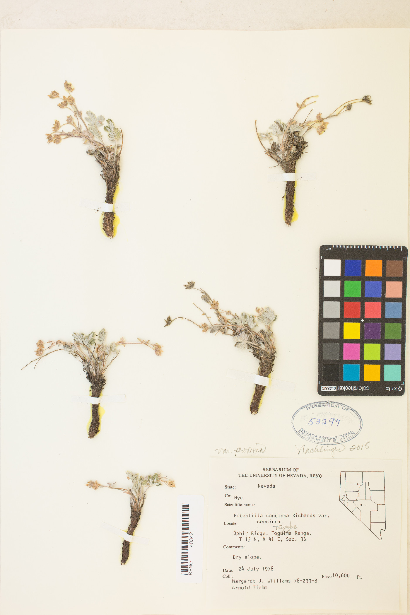 Potentilla concinna var. proxima image