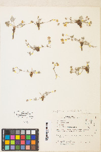 Potentilla concinna image