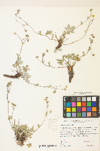 Potentilla concinna image