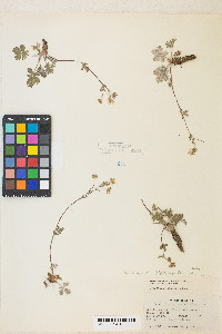 Potentilla concinna image