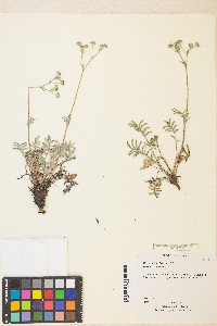 Potentilla crinita image