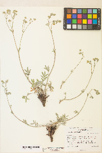 Potentilla crinita image