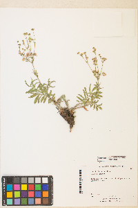 Potentilla crinita image