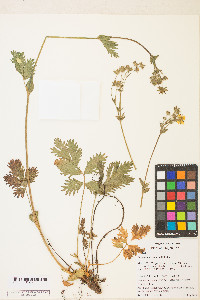 Potentilla drummondii image