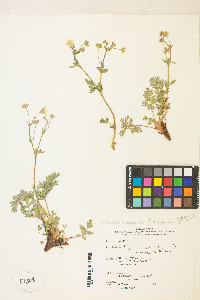 Potentilla drummondii image