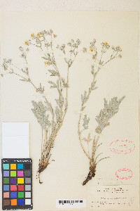 Potentilla effusa image