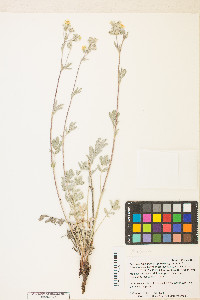 Potentilla effusa image