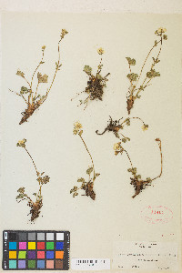 Potentilla flabellifolia image