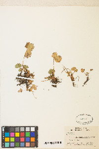 Potentilla flabellifolia image