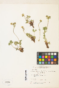 Potentilla flabellifolia image