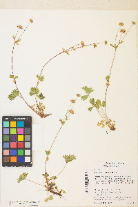 Potentilla flabellifolia image