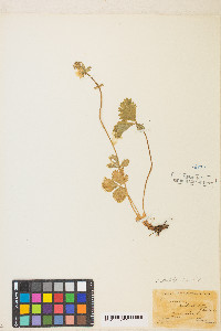 Potentilla flabellifolia image