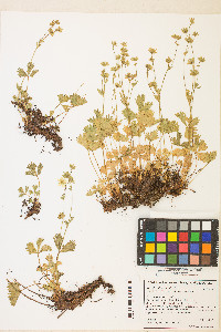 Potentilla flabellifolia image