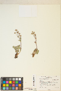 Potentilla diversifolia image