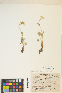 Potentilla diversifolia image