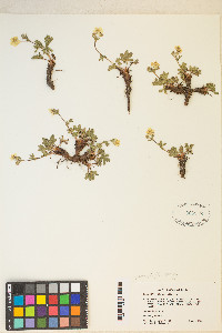 Potentilla diversifolia image