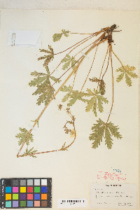 Potentilla diversifolia image