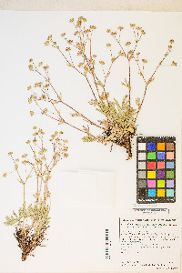 Potentilla diversifolia image