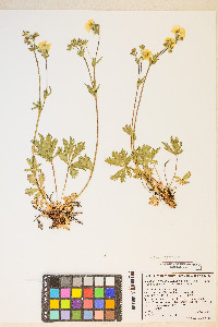 Potentilla diversifolia var. diversifolia image