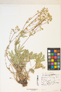 Potentilla gracilis var. fastigiata image