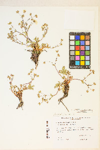 Potentilla diversifolia image