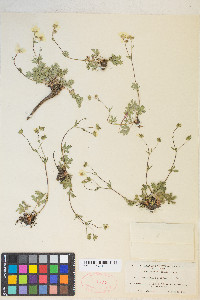 Potentilla diversifolia image