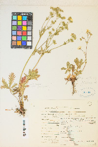 Potentilla diversifolia var. diversifolia image