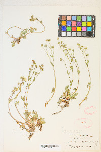 Potentilla diversifolia var. diversifolia image