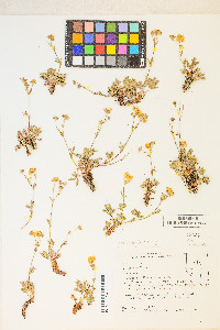 Potentilla diversifolia var. diversifolia image