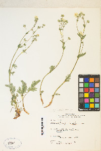 Potentilla diversifolia image