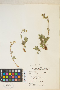 Potentilla diversifolia image