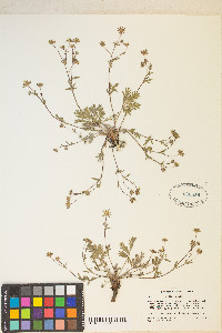 Potentilla diversifolia image