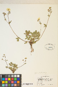 Potentilla diversifolia image