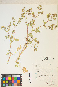 Potentilla rivalis image