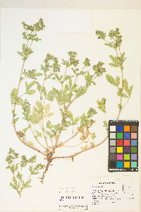 Potentilla rivalis image