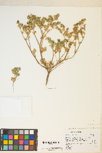 Potentilla rivalis image