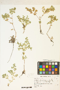 Potentilla rivalis image