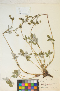 Potentilla pulcherrima image