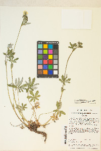 Potentilla pulcherrima image