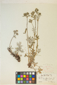 Potentilla pulcherrima image