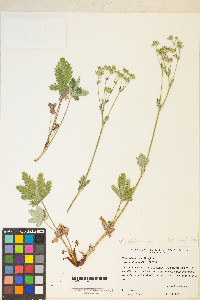 Potentilla pulcherrima image