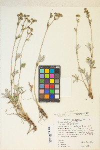 Potentilla pulcherrima image