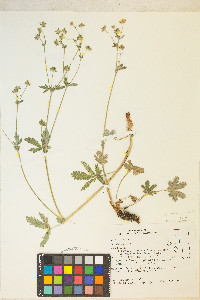 Potentilla pulcherrima image