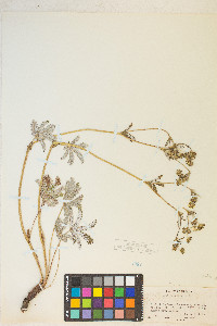 Potentilla pulcherrima image