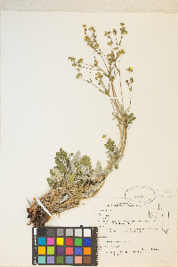 Potentilla pulcherrima image