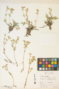 Potentilla pensylvanica image