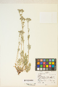 Potentilla pensylvanica image