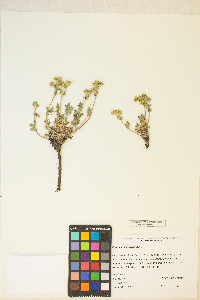 Potentilla pensylvanica image